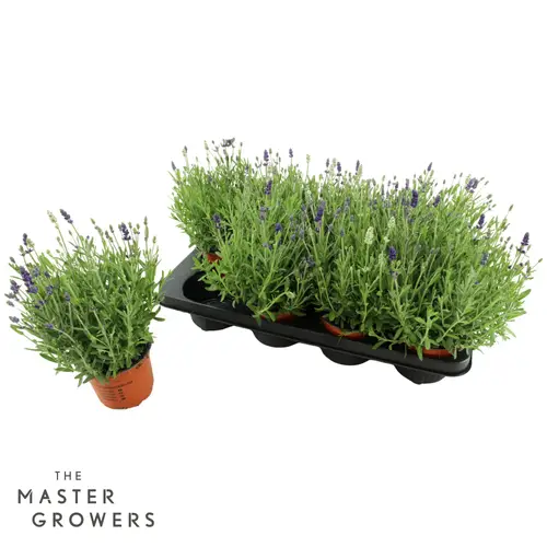 Lavendel Bicolor violett/weiss T12 H025