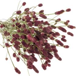 Sanguisorba weinrot Red Sunrise 90cm