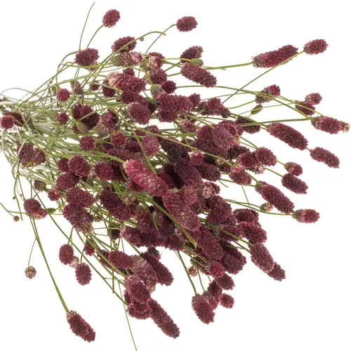 Sanguisorba weinrot Red Sunrise 90cm