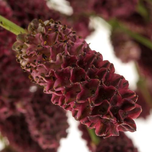 Sanguisorba weinrot Red Sunrise 90cm