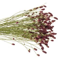 Sanguisorba weinrot Red Sunrise 90cm