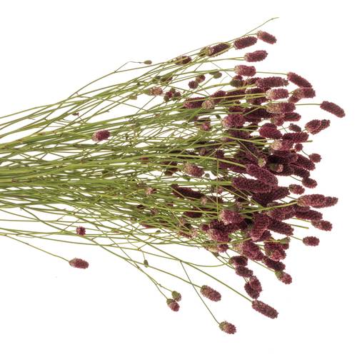 Sanguisorba weinrot Red Sunrise 90cm