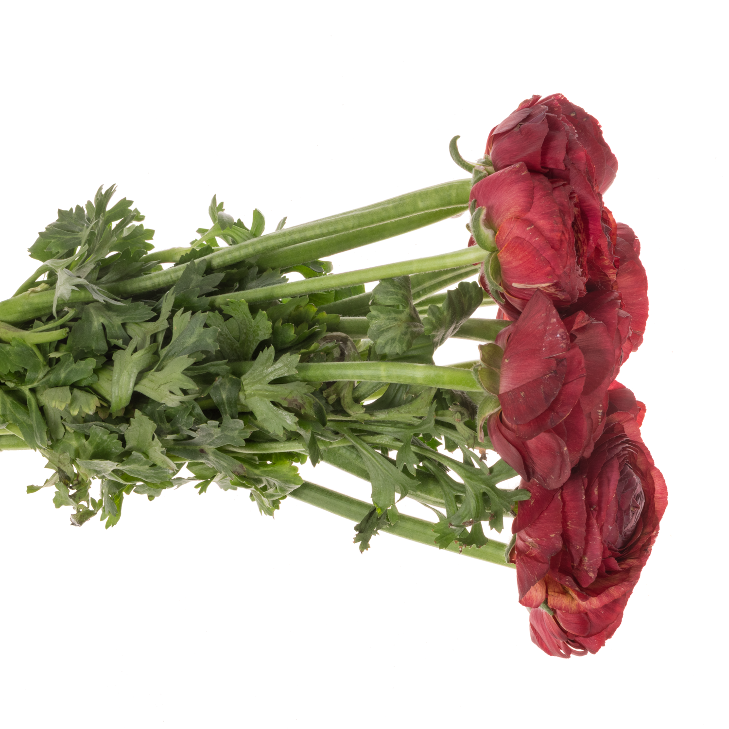 Ranunkel rot / braun Super Cloni 45 cm 45cm