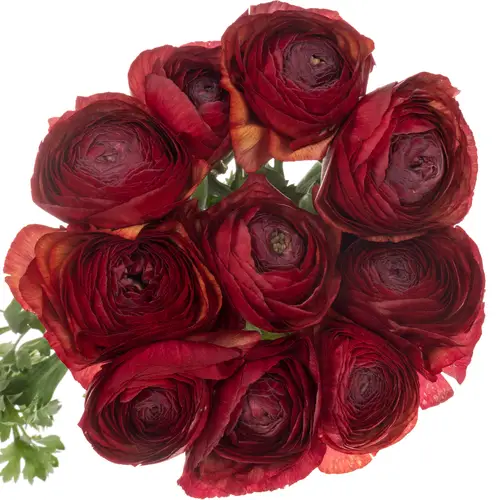 Ranunkel rot / braun Super Cloni 45 cm 45cm