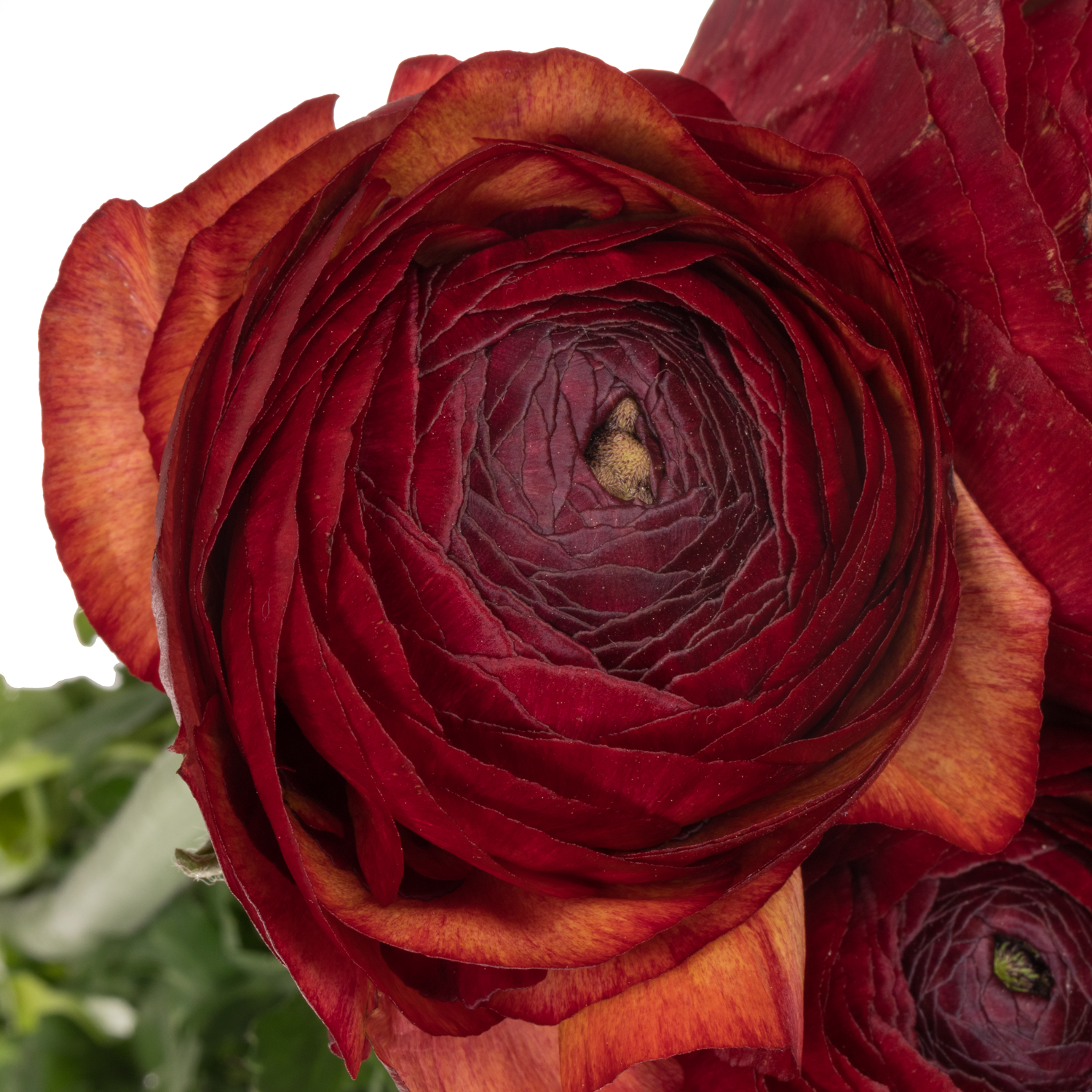 Ranunkel rot / braun Super Cloni 45 cm 45cm