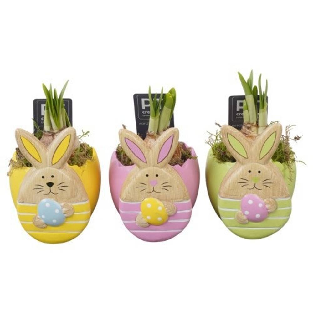Narzis.Arr mix PTNP4494 Ostern T09 H017