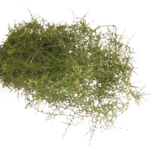 Asparagus grün Wilde 130cm