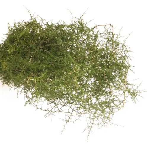 Asparagus grün Wilde 130cm