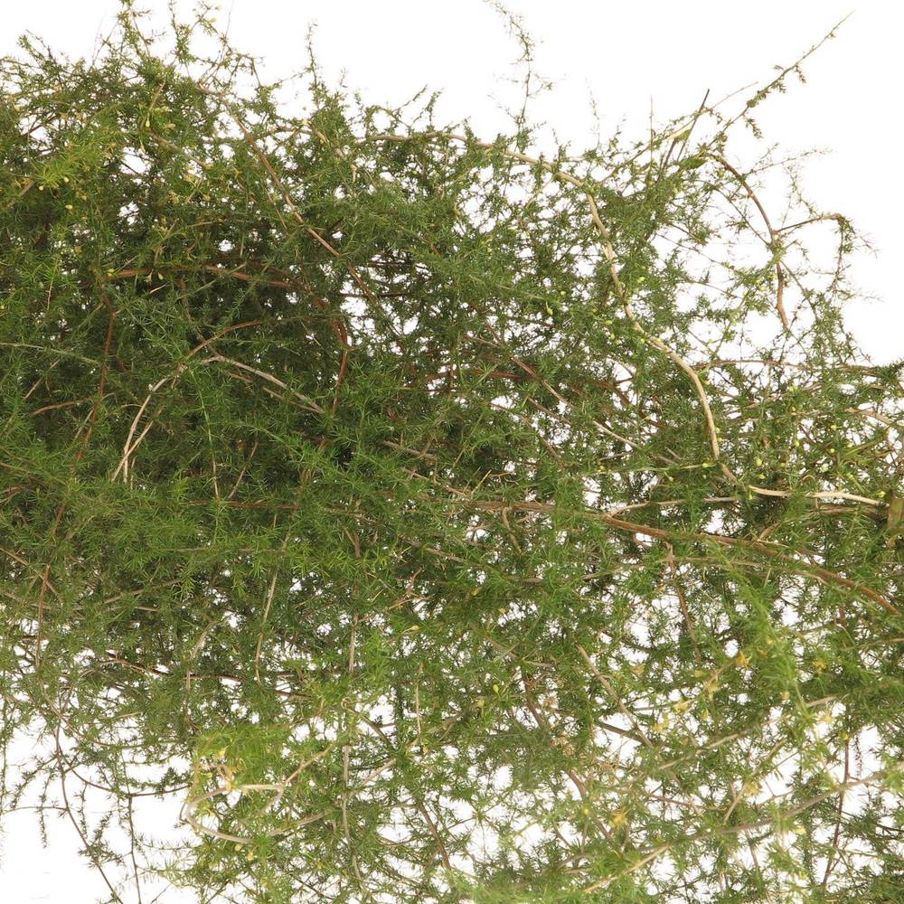 Asparagus grün Wilde 130cm