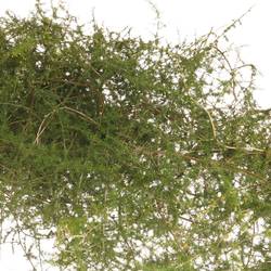 Asparagus grün Wilde 130cm
