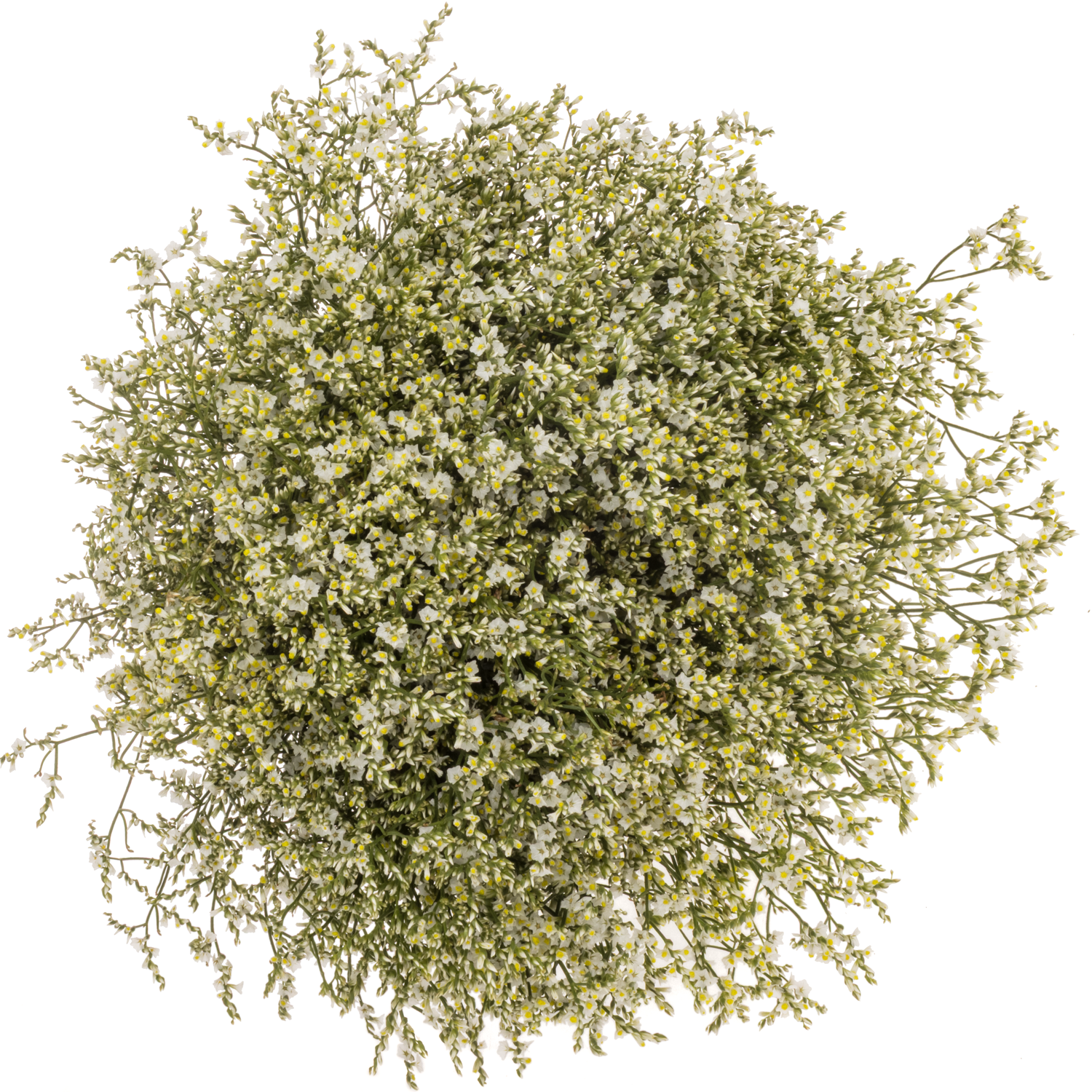 Limonium  creme Clear Diamond 35Gramm 80cm