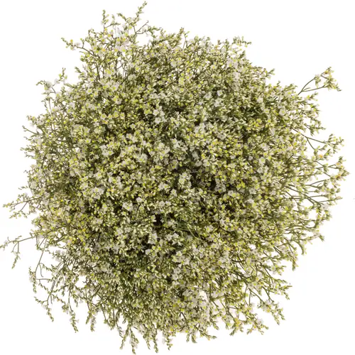 Limonium  creme Clear Diamond 35Gramm 80cm