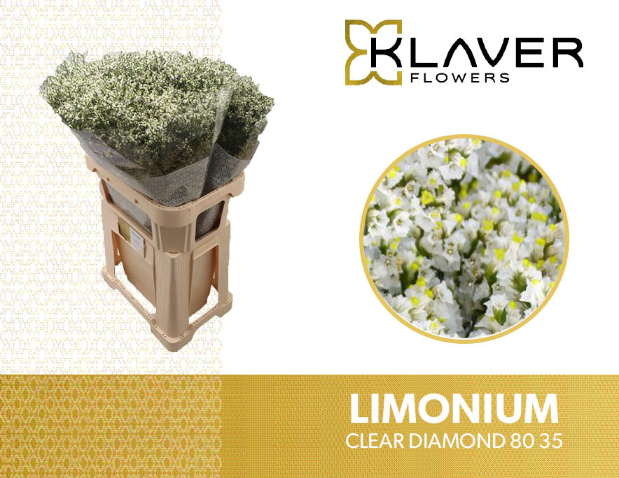 Limonium  creme Clear Diamond 35Gramm 80cm