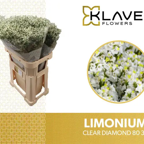 Limonium  creme Clear Diamond 35Gramm 80cm