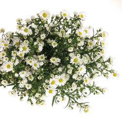 Aster weiss Paquita 40 Gramm 90cm