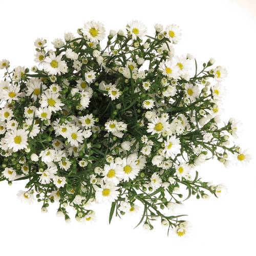 Aster weiss Paquita 40 Gramm 90cm