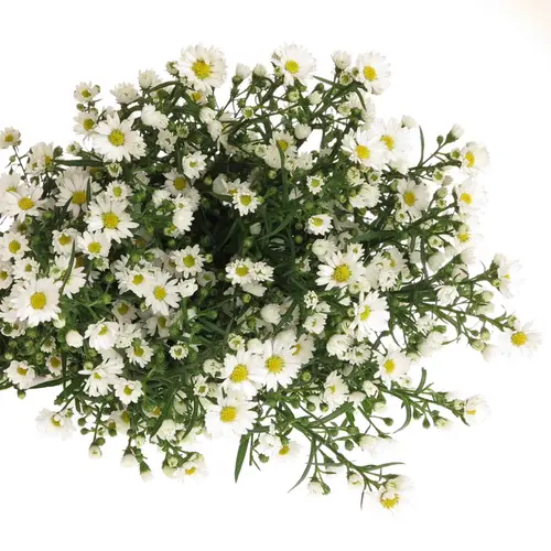 Aster weiss Paquita 40 Gramm 90cm