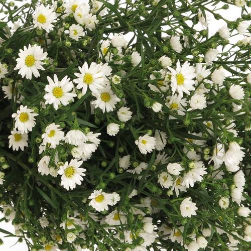 Aster weiss Paquita 40 Gramm 90cm