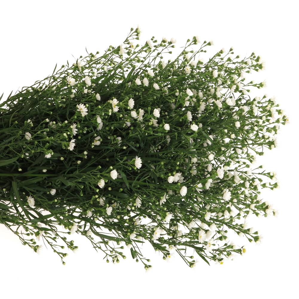 Aster weiss Paquita 40 Gramm 90cm