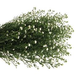 Aster weiss Paquita 40 Gramm 90cm