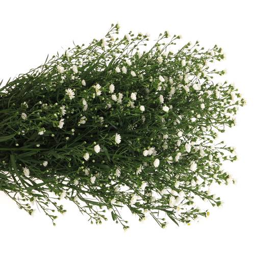 Aster weiss Paquita 40 Gramm 90cm