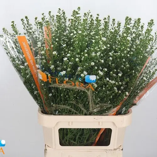 Aster weiss Paquita 40 Gramm 90cm