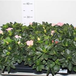 Azalea mix. Schnapch. Von Uhr T14 H035