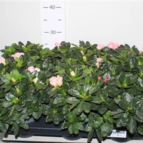 Azalea mix. Schnapch. Von Uhr T14 H035