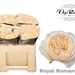 Rose creme/weiss Royal Romance gefüllt 50cm