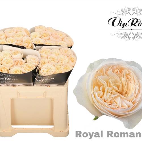 Rose creme/weiss Royal Romance gefüllt 50cm