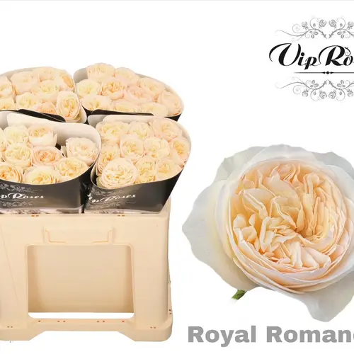 Rose creme/weiss Royal Romance gefüllt 50cm