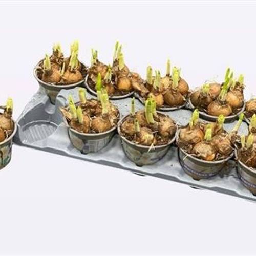 Narzisse Bridal Crown Schnapch. Von Uhr T12 H015