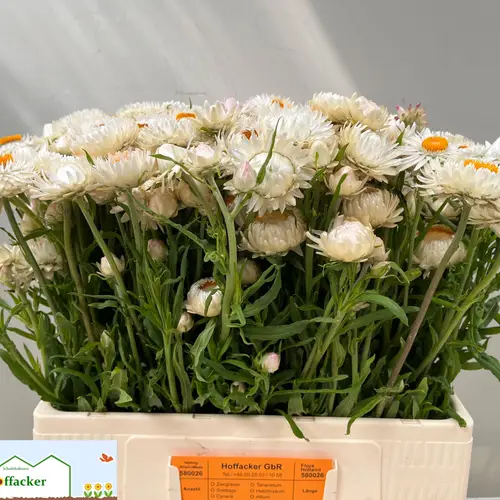 Helicrysum weiss 55cm