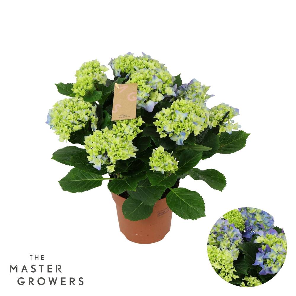 Hortensie blau 7-8Bl. T14 H040