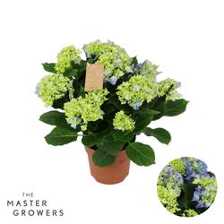 Hortensie blau 7-8Bl. T14 H040