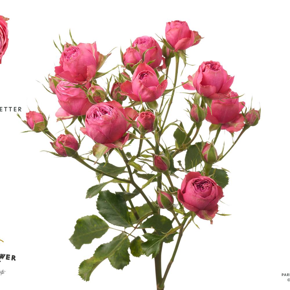 Rose verzweigt rosa Grand Trendsetter 50cm
