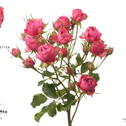 Rose verzweigt rosa Grand Trendsetter 50cm