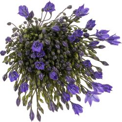 Brodea blau 70cm