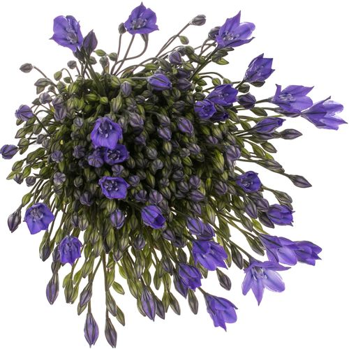 Brodea blau 70cm