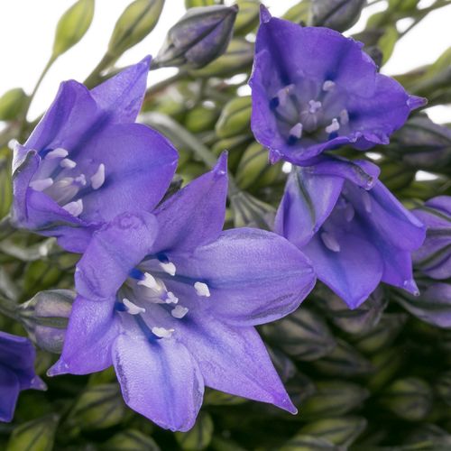 Brodea blau 70cm