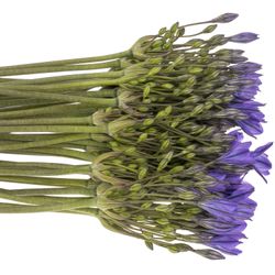 Brodea blau 70cm