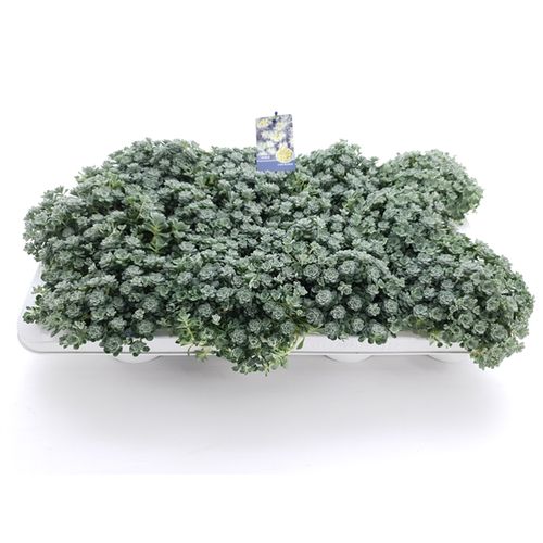 Sedum Cape Blanco T10,5 H16