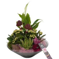 Spath.Arr PTHG3332 Herbst T26 H032