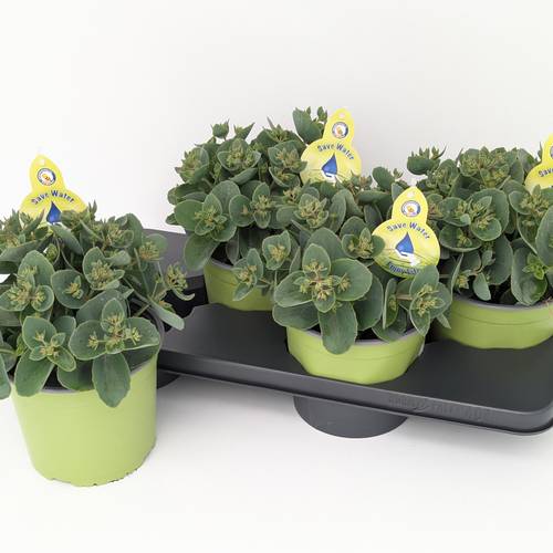 Sedum Telephium Sed. Rose Charm T17 H032