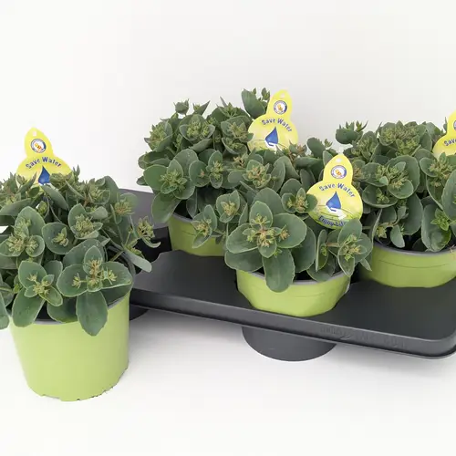 Sedum Telephium Sed. Rose Charm T17 H032