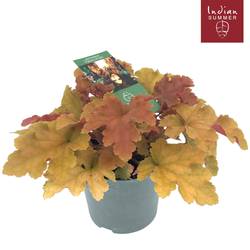 Heuchera mix Indian Summer T12 H025
