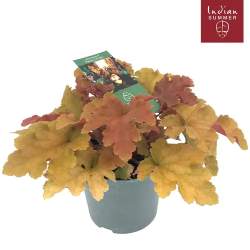 Heuchera mix Indian Summer T12 H025