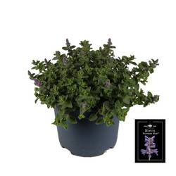 Nepeta lila Pussian T19 H040