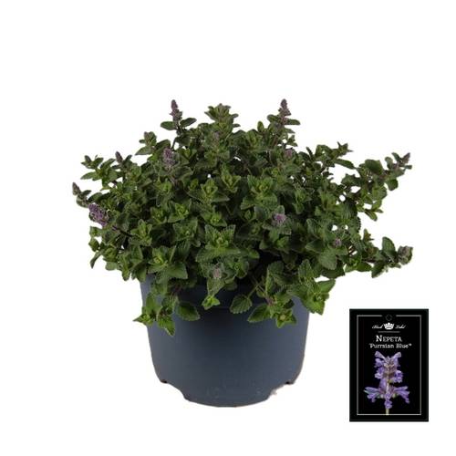 Nepeta lila Pussian T19 H040