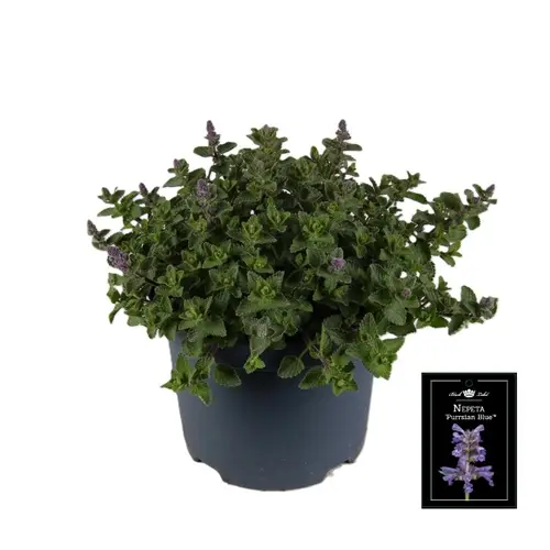 Nepeta lila Pussian T19 H040